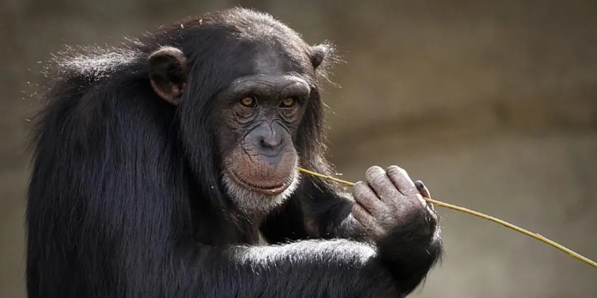 Quieren transportar al chimpancé Toti a un santuario en Brasil: lleva 32 años en una jaula en un zoológico de Córdoba
