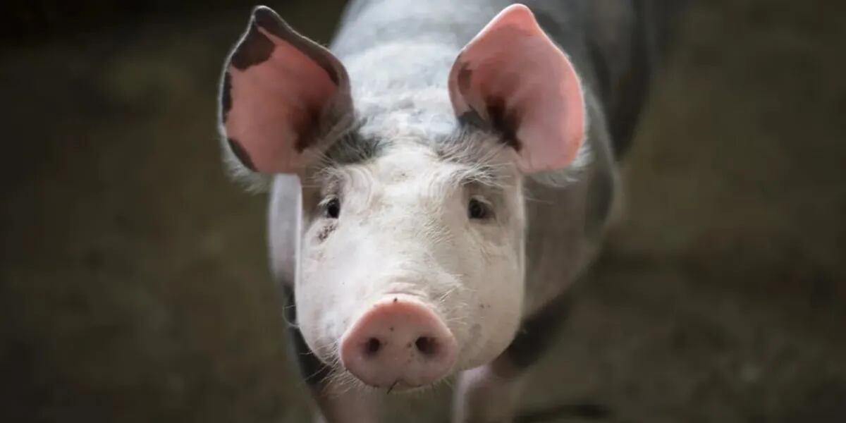 Horror en China: un cerdo mató al carnicero que lo iba a sacrificar con una pistola eléctrica
