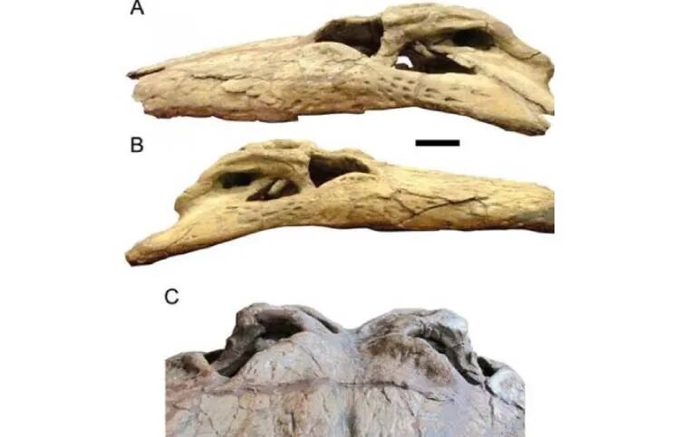 Los fósiles del cráneo de la especie
