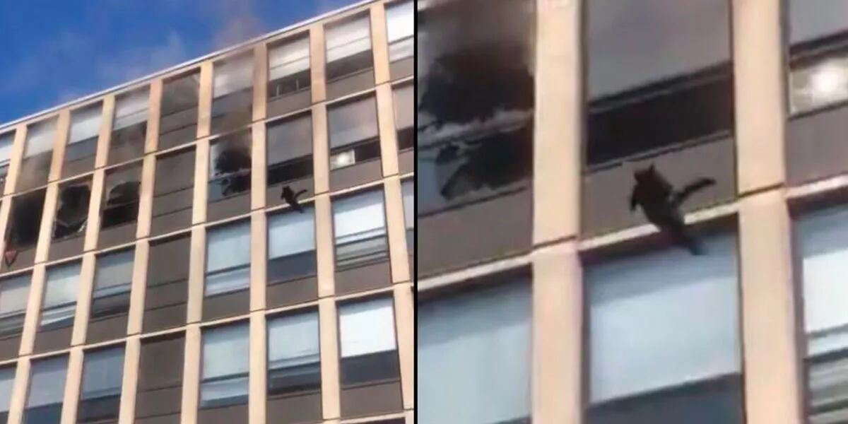 Video: un gato saltó al vacío desde un edificio en llamas (y se salvó)