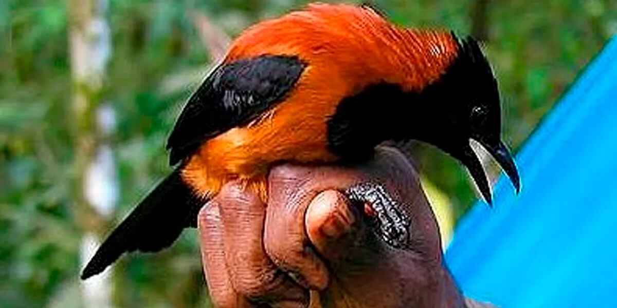 Parece inofensivo, pero es mortal: el único pájaro venenoso, que tiene toxinas en sus plumas
