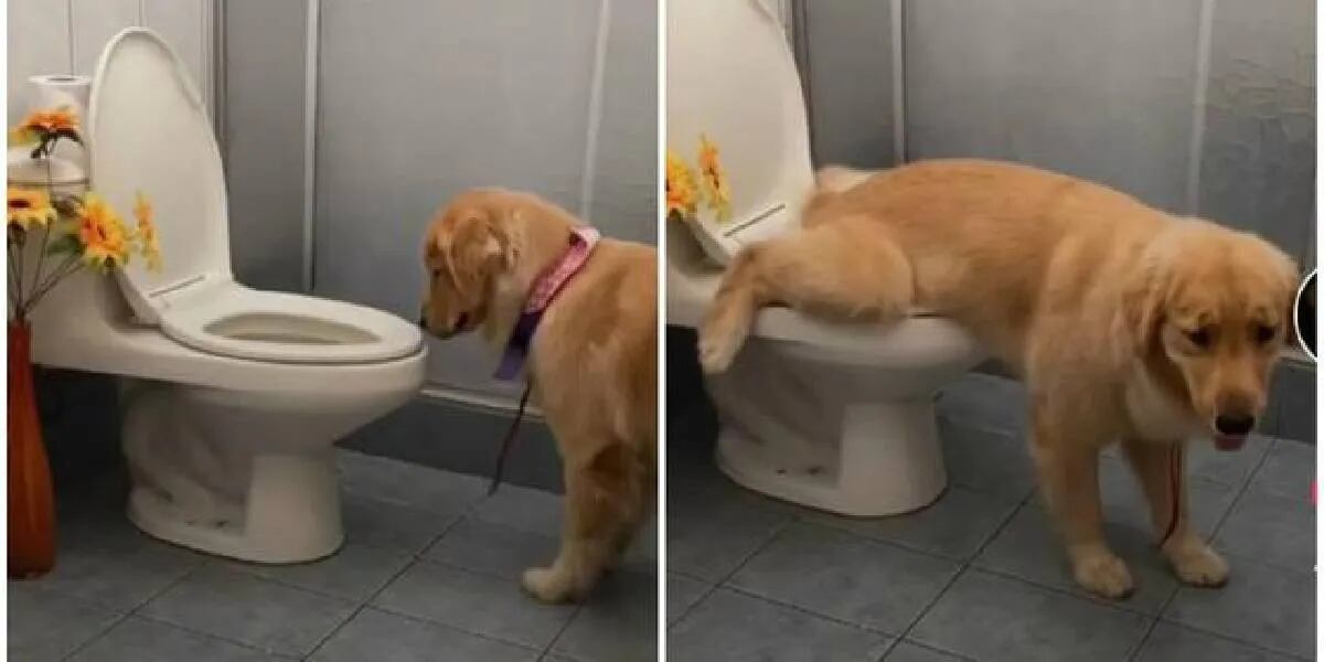 Tokio, el perrito que se hizo viral por usar el inodoro antes de salir a pasear