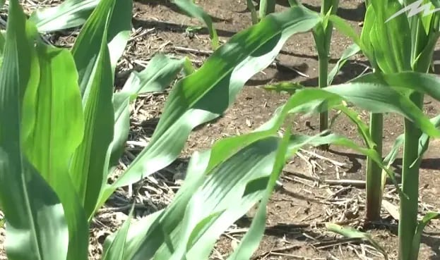 Especial maíz: Qué importancia tiene la calidad de las semillas en los buenos rendimientos