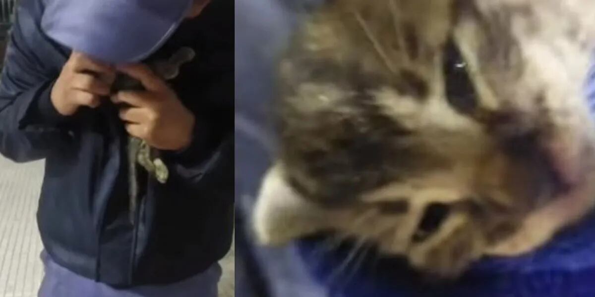 VIRAL: un policía le practica RCP a un gatito y le salva la vida