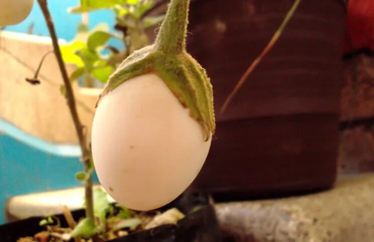 Solanum Melongena