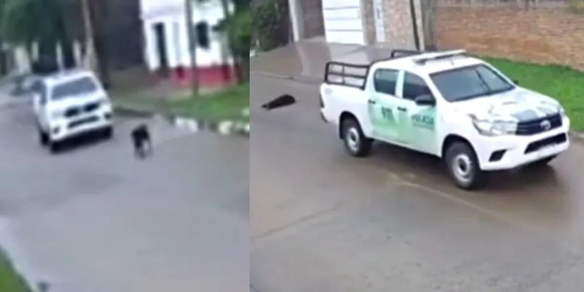 Video: un policía atropelló a un perro, escapó y lo denunciaron por las cámaras de seguridad