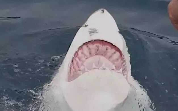 Momento en el que aparece el tiburón