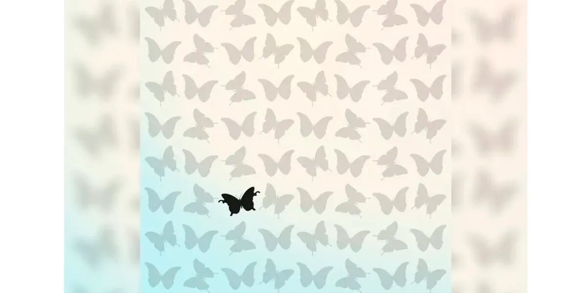 Reto visual para observadores: encontrar la mariposa diferente en menos de 20 segundos