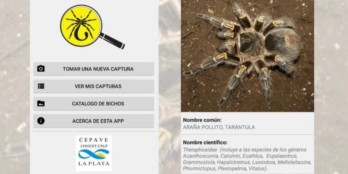 Cómo identificar si una araña es venenosa: la app que ayuda sacándole una foto en el momento