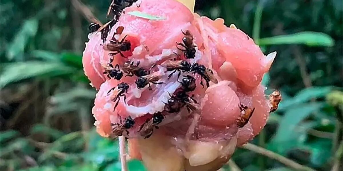 Descubrieron “abejas carnívoras” que tienen un diente en lugar de aguijones