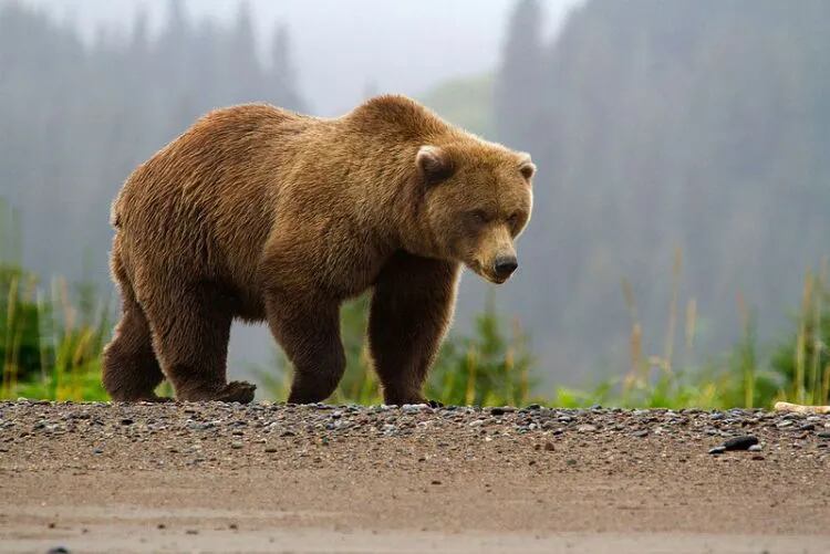 👁️ Reto viral nivel extremo: encontrar al oso escondido entre los gatos en menos de 10 segundos