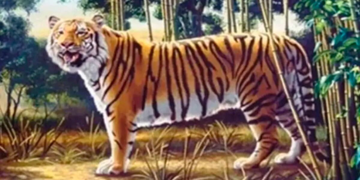 Desafío visual: encontrar el segundo tigre en la foto en el menor tiempo posible