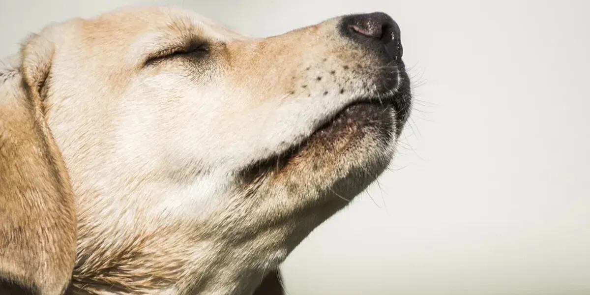 Los 10 olores que los perros detestan y pueden irritar su nariz