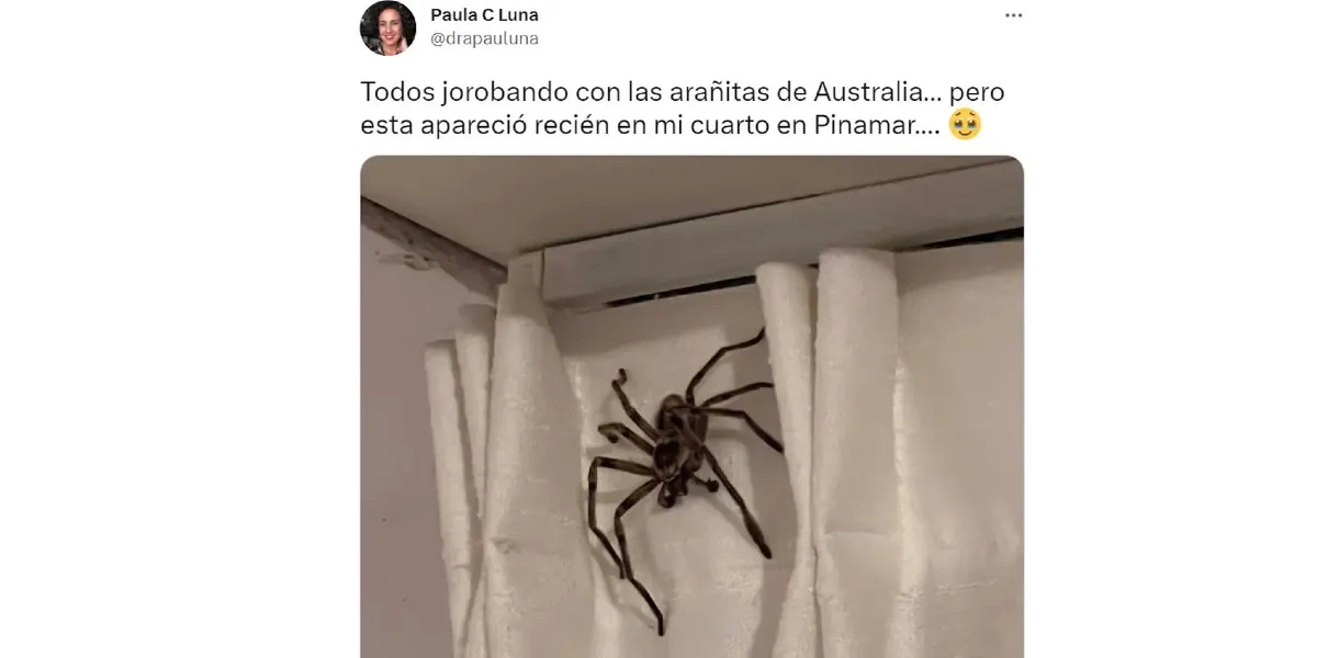 Se fue de vacaciones a Pinamar, le entró una araña gigante al cuarto y casi se muere de impresión: "Jorobando con las arañitas de Australia"