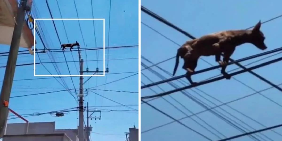 El “chihuahua araña”: captan a un perro caminado sobre los cables de luz