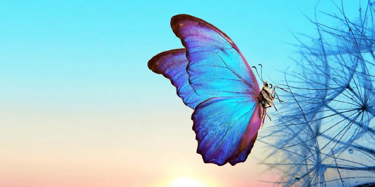 Qué significa soñar con mariposas