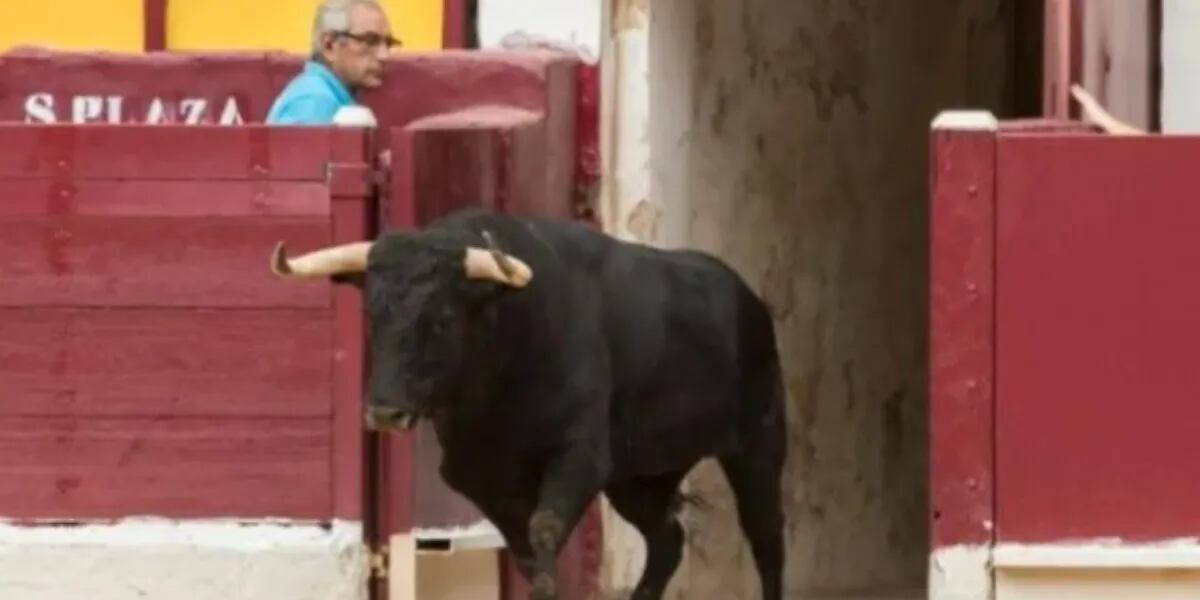 Horror en España: un toro “se hizo el muerto” y mató de una feroz cornada al carnicero que iba a cortarlo en trozos