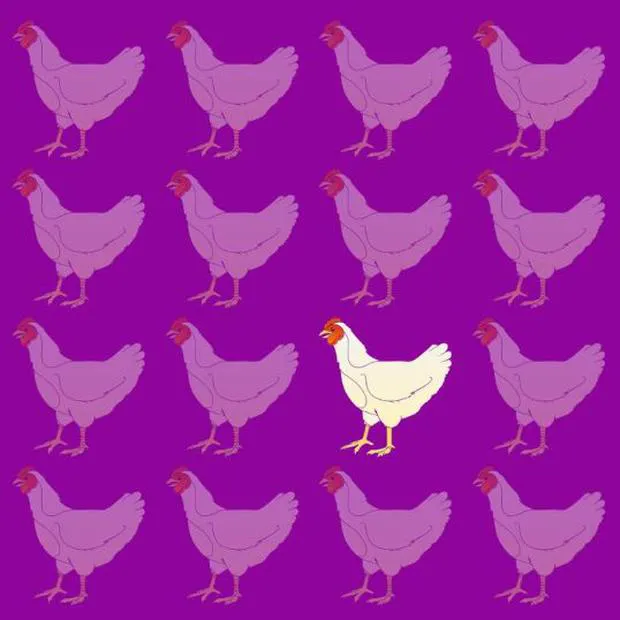 Reto visual para detallistas: encontrá al pollo diferente en la imagen en 30 segundos