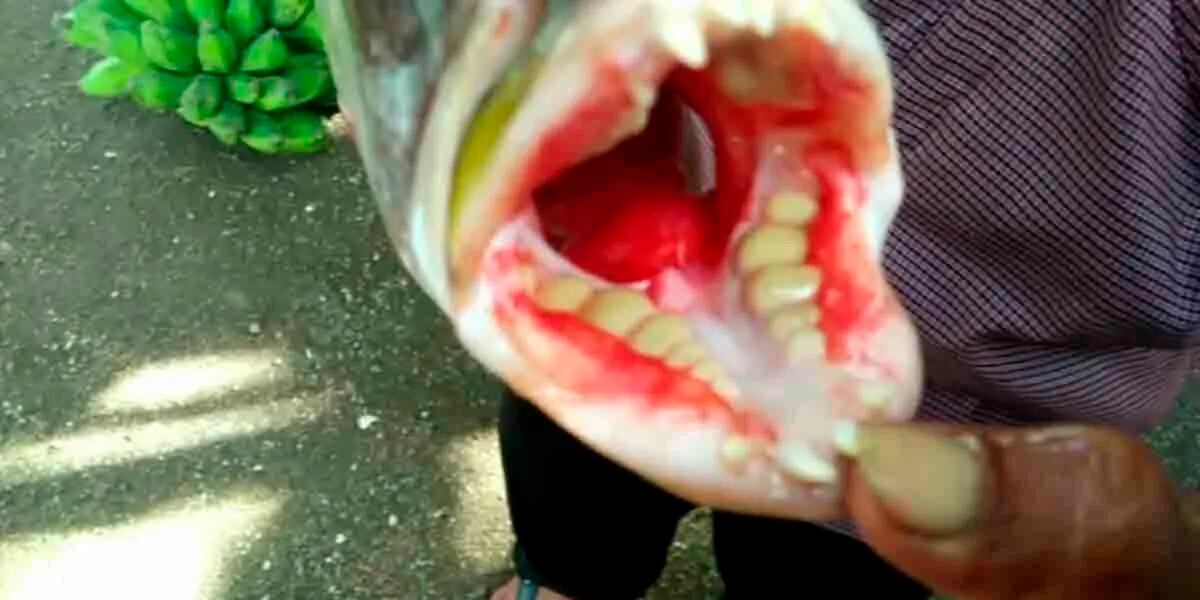 Un buzo fue mordido por un pez con dientes humanos y el momento fue aterrador: “Es alarmante”
