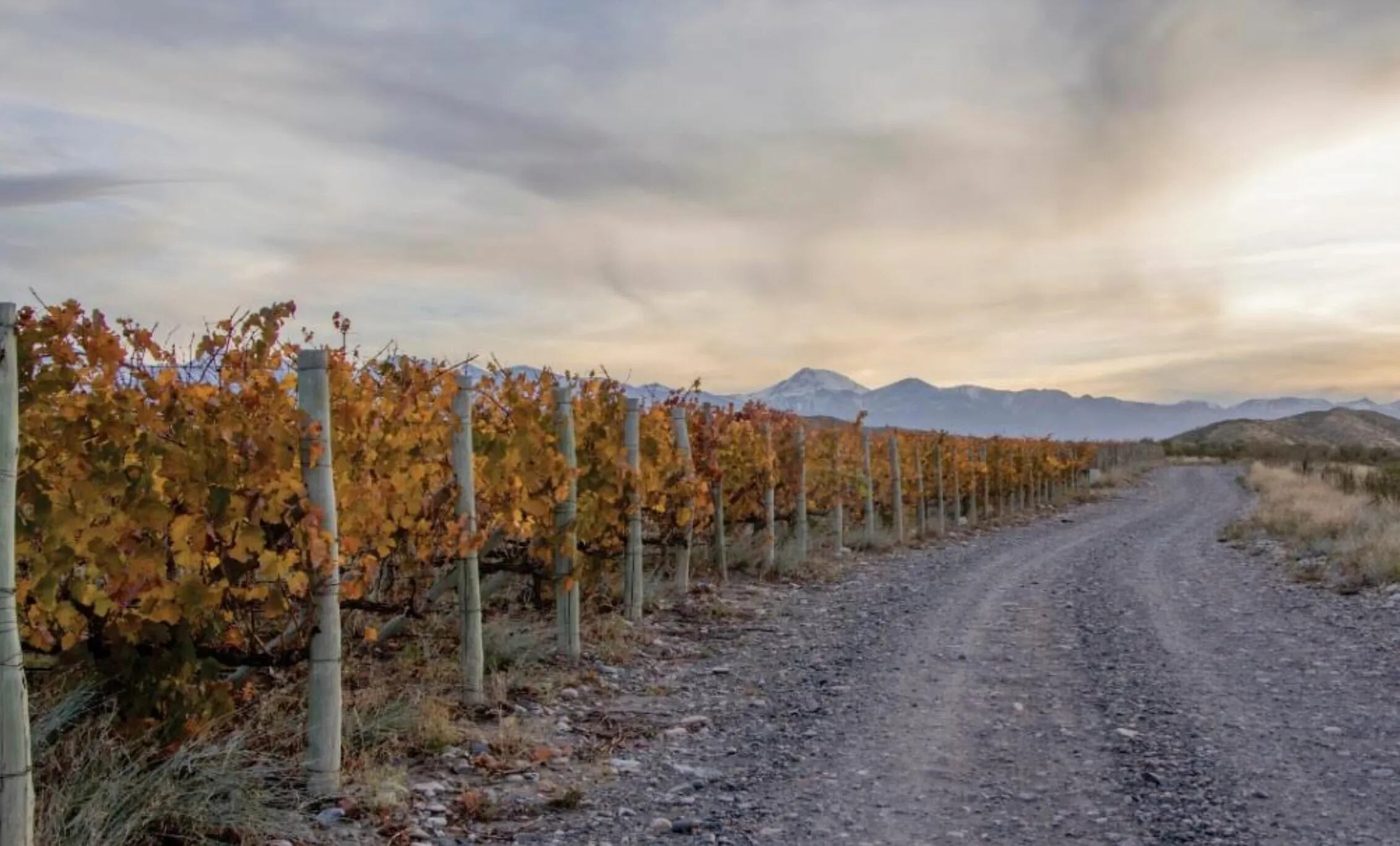 Mejores precios para el productor y cosecha más baja: el panorama del mundo del vino