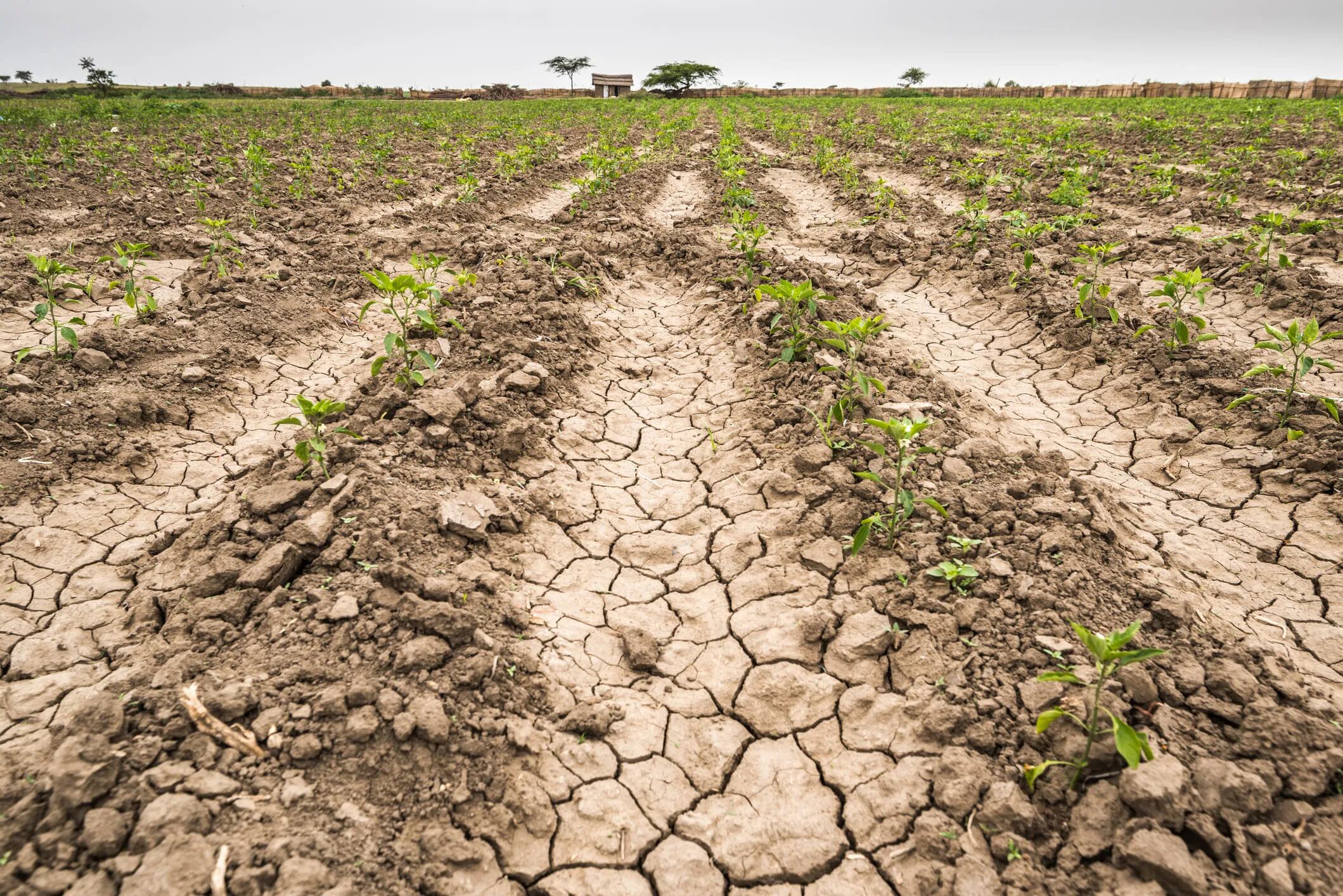 Ganadería: Alertan por la contaminación en plantas a raíz de la sequía