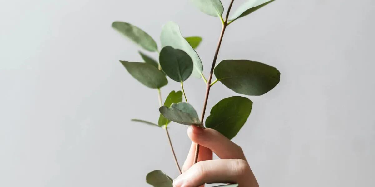 El secreto del ritual con eucalipto para aliviar el estrés y purificar el aire: dónde conviene hacerlo