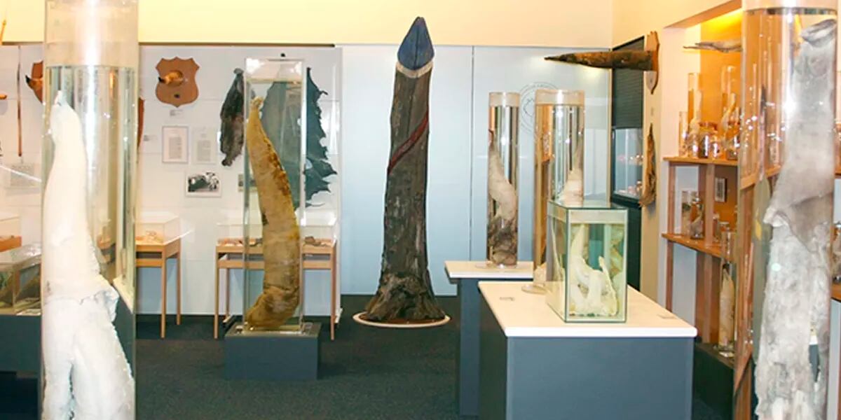 Exhibirán un molde de yeso del pene de Jimi Hendrix en el Museo Falológico de Islandia
