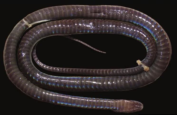 Encuentran nueva especie de serpiente de piel brillante que refleja los colores
