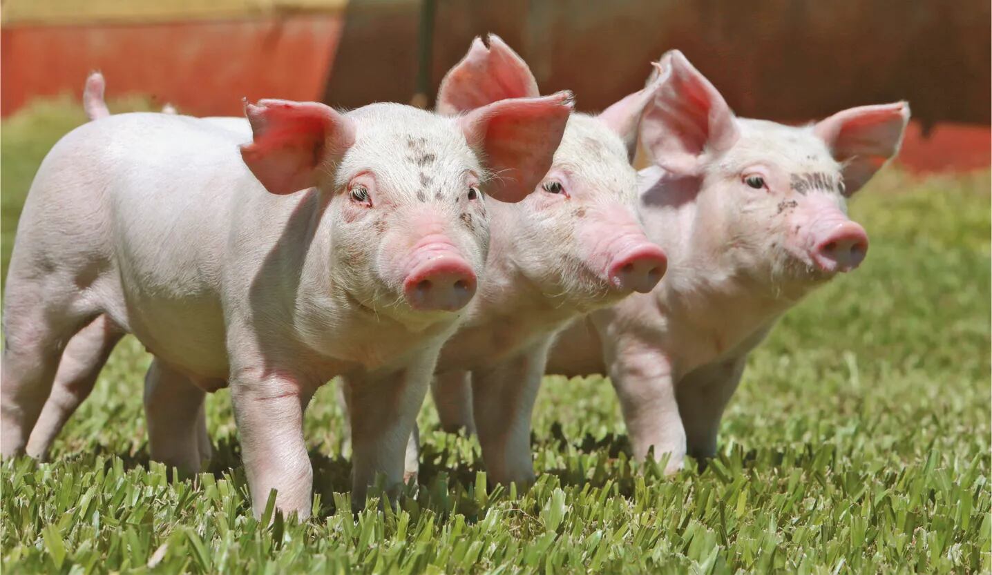 El cerdo una Bioeconomía en crecimiento que puede ser exponencial