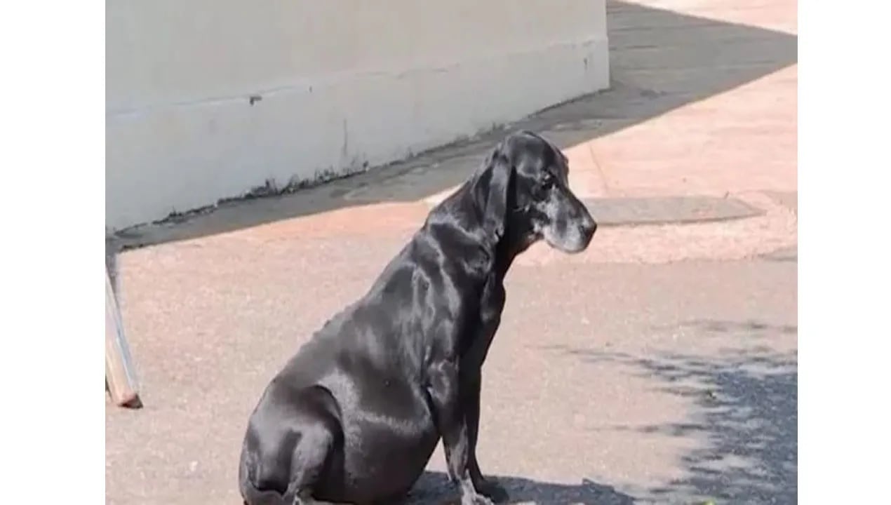 Su dueña falleció pero el perro sigue recorriendo los lugares que visitaba con ella