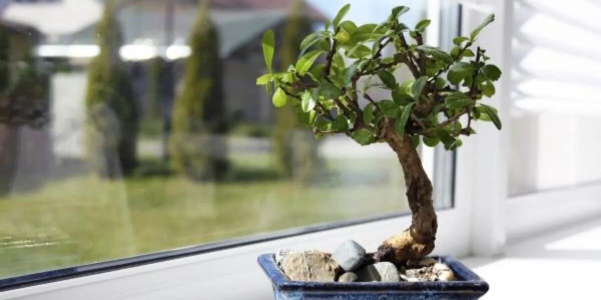 Feng Shui por qué está terminantemente prohibido tener un bonsai en casa