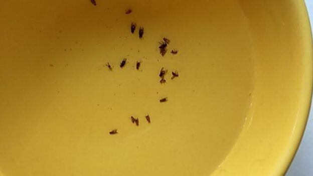 Los mejores trucos para evitar que tu cocina se llene de moscas y hormigas
