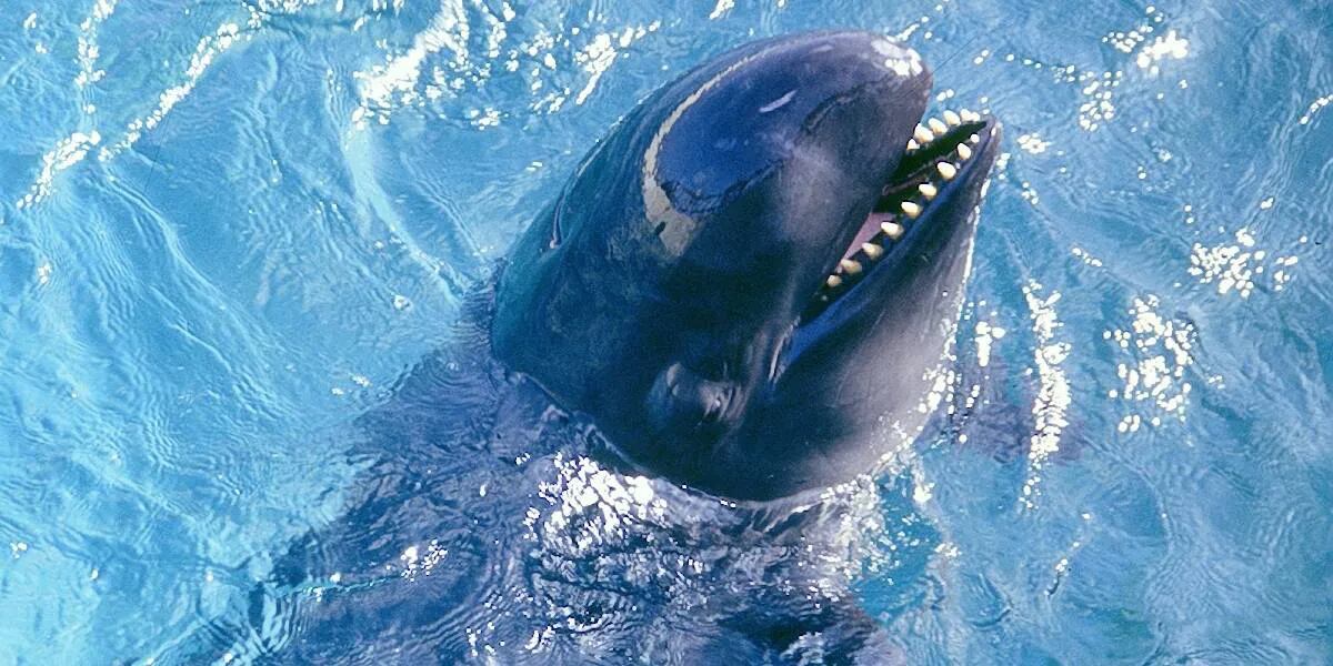 Cabeza cuadrada y dientes afilados: las “falsas orcas” que aterrorizan las redes sociales
