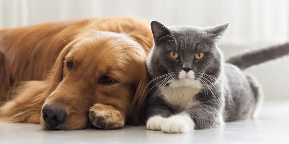 Veterinarios detectaron coronavirus en perros y gatos.