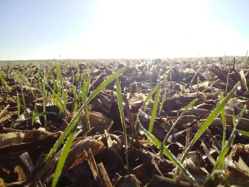 Campaña Fina 2022/23: finalizó la siembra de trigo y cebada en la Argentina