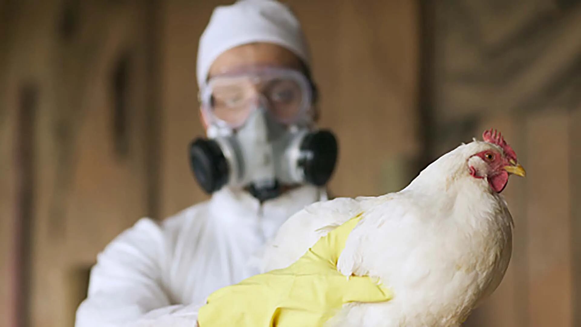 Alerta por la llegada de gripe aviar al país