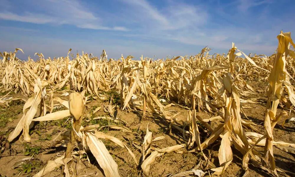 Sequía y retenciones, dos preocupaciones para los productores