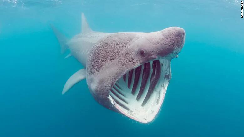 Fotografió a un extraño tiburón en las profundidades del mar tras una aventura transatlántica