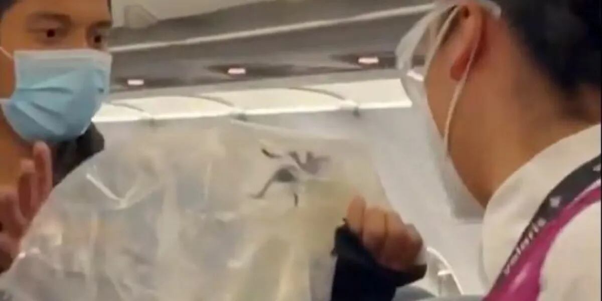 El video del escalofriante momento en el que capturan a una tarántula gigante en pleno vuelo