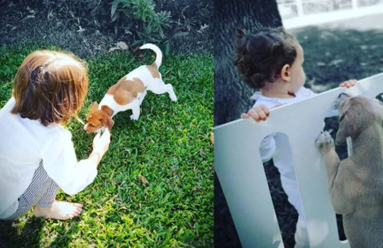 No es la primera vez que la China Suárez, comparte momentos de sus hijas junto a sus mascotas; ya van varios posteos en los que muestra a Magnolia y a Rufina jugando cariñosamente con los perros.