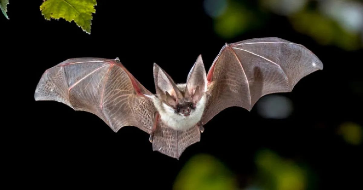 Descubrieron un virus similar al coronavirus en murciélagos de Rusia que alertó a los expertos