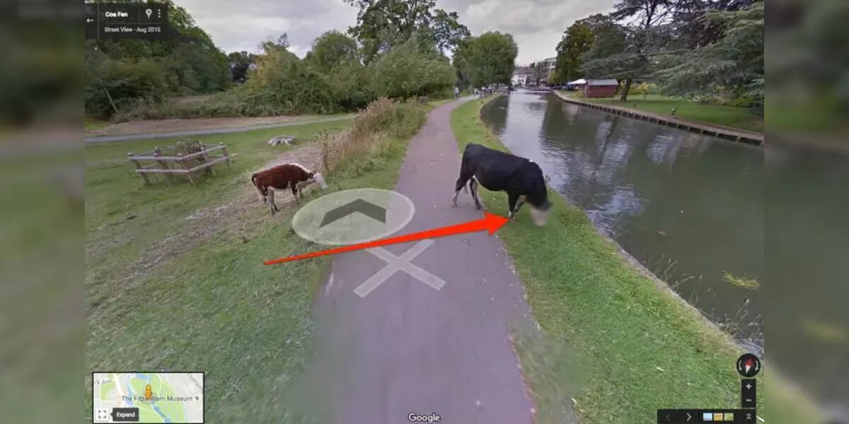 Google explicó por qué difumina la cara de las mascotas en Street View: “Algoritmos”