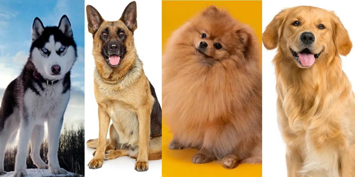 Cuáles son las razas de perro a las que  nunca se les debe cortar el pelo: la importancia de la doble capa