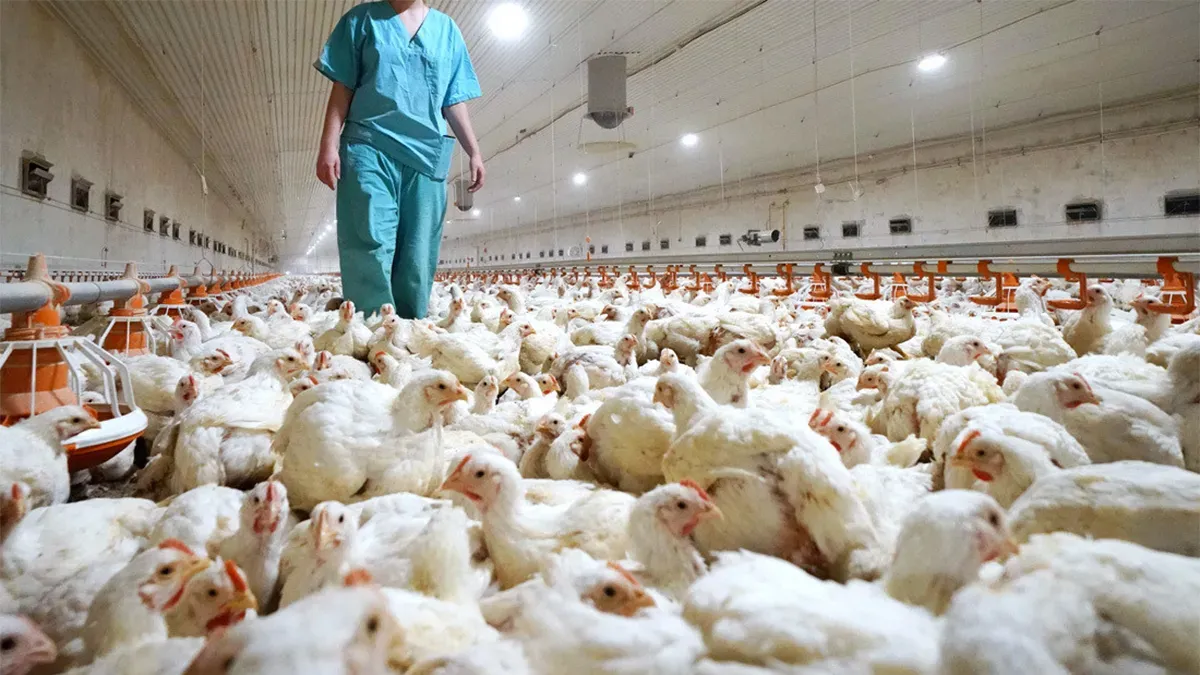 El Gobierno anunció medidas para evitar la propagación de la gripe aviar
