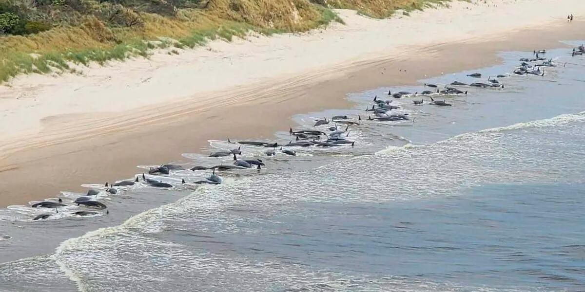 Aparecieron 230 ballenas varadas en Australia: la mitad están muertas e intentan salvar a las demás