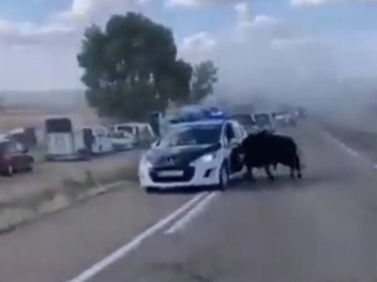 Horror en España: un toro embistió brutalmente un patrullero en la ruta y video es aterrador