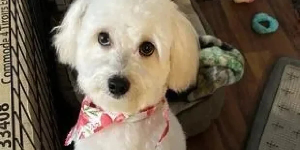 Una mujer fue a buscar a su perro a la peluquería canina, le devolvieron otro y su reacción se hizo viral