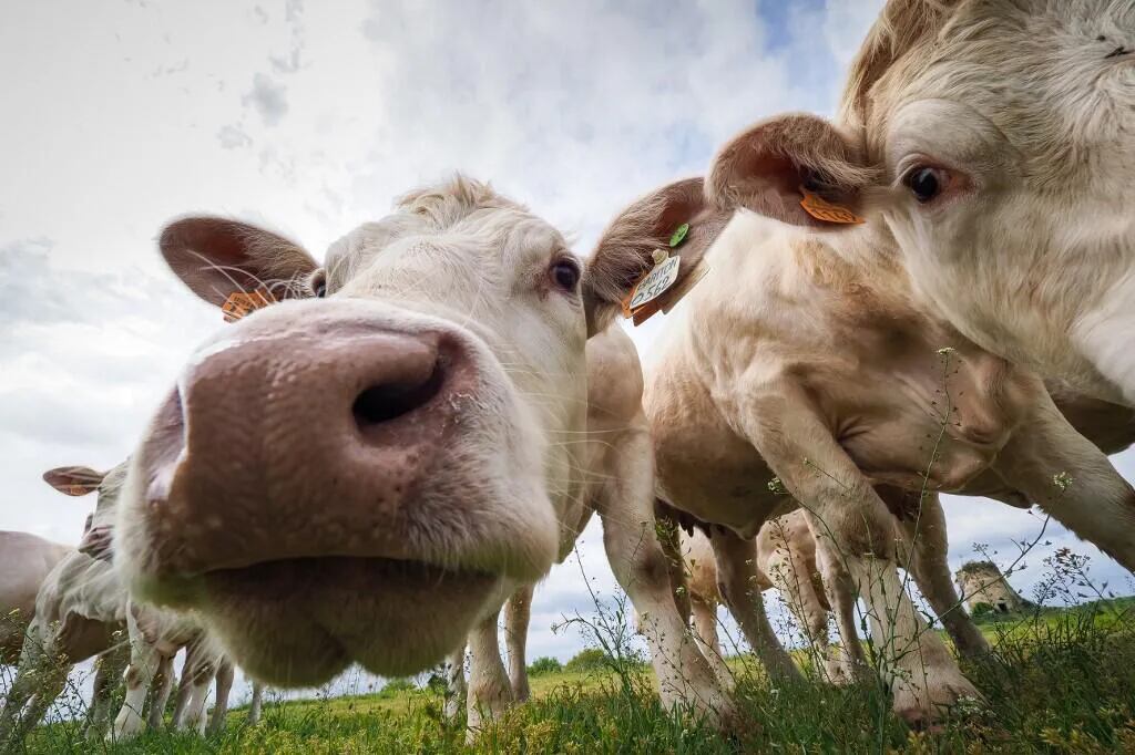 La vacas emiten cientos de litros de metano al día.