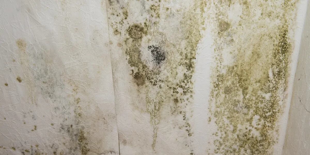 Humedad en las paredes: por qué aparece y cómo limpiarla