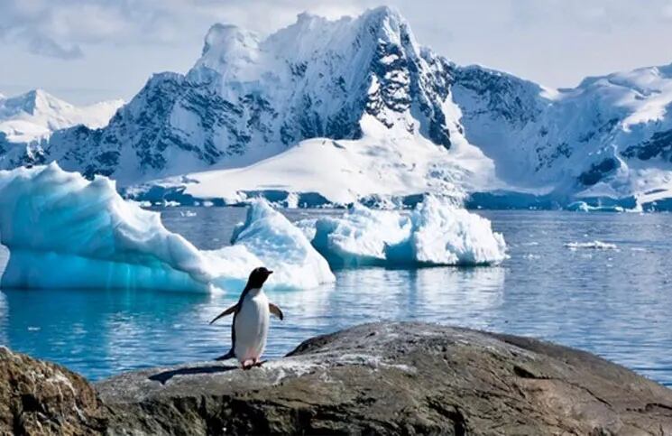 Los científicos confirmaron que la Antártida tenía una selva tropical